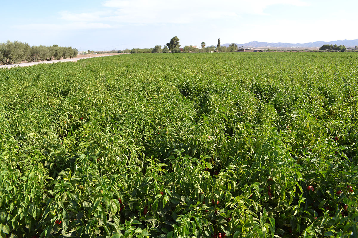 campo de pimientos